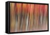 Motion blur of autumn-hued forest, Wisconsin-Brenda Tharp-Framed Stretched Canvas