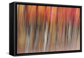 Motion blur of autumn-hued forest, Wisconsin-Brenda Tharp-Framed Stretched Canvas