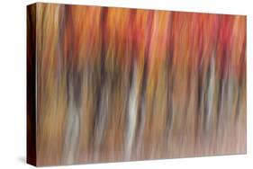 Motion blur of autumn-hued forest, Wisconsin-Brenda Tharp-Stretched Canvas
