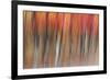 Motion blur of autumn-hued forest, Wisconsin-Brenda Tharp-Framed Premium Photographic Print