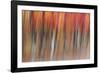 Motion blur of autumn-hued forest, Wisconsin-Brenda Tharp-Framed Photographic Print