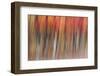 Motion blur of autumn-hued forest, Wisconsin-Brenda Tharp-Framed Photographic Print