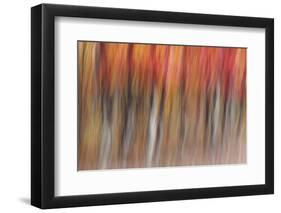 Motion blur of autumn-hued forest, Wisconsin-Brenda Tharp-Framed Photographic Print