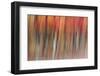 Motion blur of autumn-hued forest, Wisconsin-Brenda Tharp-Framed Photographic Print