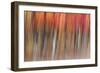 Motion blur of autumn-hued forest, Wisconsin-Brenda Tharp-Framed Photographic Print