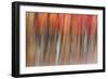 Motion blur of autumn-hued forest, Wisconsin-Brenda Tharp-Framed Photographic Print