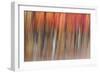 Motion blur of autumn-hued forest, Wisconsin-Brenda Tharp-Framed Photographic Print