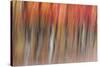 Motion blur of autumn-hued forest, Wisconsin-Brenda Tharp-Stretched Canvas