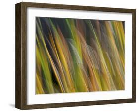 Motion Blur of Grasses Along a Canal at Lake Mattamuskeet Near Engelhard, North Carolina-Melissa Southern-Framed Photographic Print