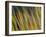 Motion Blur of Grasses Along a Canal at Lake Mattamuskeet Near Engelhard, North Carolina-Melissa Southern-Framed Photographic Print