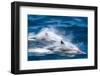 Motion blur of long-beaked common dolphins (Delphinus capensis), Puerto Gatos, Baja California Sur-Michael Nolan-Framed Photographic Print