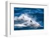 Motion blur of long-beaked common dolphins (Delphinus capensis), Puerto Gatos, Baja California Sur-Michael Nolan-Framed Photographic Print