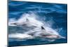 Motion blur of long-beaked common dolphins (Delphinus capensis), Puerto Gatos, Baja California Sur-Michael Nolan-Mounted Photographic Print