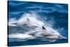 Motion blur of long-beaked common dolphins (Delphinus capensis), Puerto Gatos, Baja California Sur-Michael Nolan-Stretched Canvas