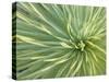 Motion Blur of Yucca Plant at Jc Raulston Arboretum in Raleigh, North Carolina-Melissa Southern-Stretched Canvas