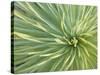 Motion Blur of Yucca Plant at Jc Raulston Arboretum in Raleigh, North Carolina-Melissa Southern-Stretched Canvas