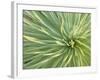 Motion Blur of Yucca Plant at Jc Raulston Arboretum in Raleigh, North Carolina-Melissa Southern-Framed Photographic Print