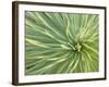 Motion Blur of Yucca Plant at Jc Raulston Arboretum in Raleigh, North Carolina-Melissa Southern-Framed Photographic Print