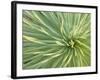 Motion Blur of Yucca Plant at Jc Raulston Arboretum in Raleigh, North Carolina-Melissa Southern-Framed Photographic Print