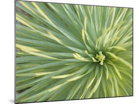 Motion Blur of Yucca Plant at Jc Raulston Arboretum in Raleigh, North Carolina-Melissa Southern-Mounted Photographic Print