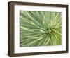 Motion Blur of Yucca Plant at Jc Raulston Arboretum in Raleigh, North Carolina-Melissa Southern-Framed Photographic Print