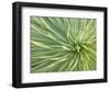 Motion Blur of Yucca Plant at Jc Raulston Arboretum in Raleigh, North Carolina-Melissa Southern-Framed Photographic Print