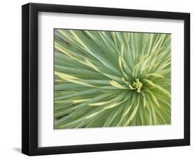 Motion Blur of Yucca Plant at Jc Raulston Arboretum in Raleigh, North Carolina-Melissa Southern-Framed Photographic Print