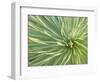 Motion Blur of Yucca Plant at Jc Raulston Arboretum in Raleigh, North Carolina-Melissa Southern-Framed Photographic Print