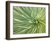 Motion Blur of Yucca Plant at Jc Raulston Arboretum in Raleigh, North Carolina-Melissa Southern-Framed Photographic Print