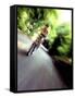 Motion Blurred Image of a Female Cyclist-null-Framed Stretched Canvas