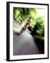 Motion Blurred Image of a Female Cyclist-null-Framed Photographic Print