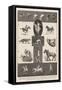 Motions of Animals Illustrated by the Instantaneous Photographs of Mr Muybridge-Walter Wilson-Framed Stretched Canvas