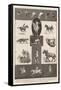 Motions of Animals Illustrated by the Instantaneous Photographs of Mr Muybridge-Walter Wilson-Framed Stretched Canvas
