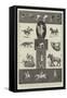 Motions of Animals Illustrated by the Instantaneous Photographs of Mr Muybridge-Thomas Walter Wilson-Framed Stretched Canvas