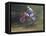 Motocross Racer Airborne-Steve Satushek-Framed Stretched Canvas