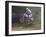 Motocross Racer Airborne-Steve Satushek-Framed Photographic Print