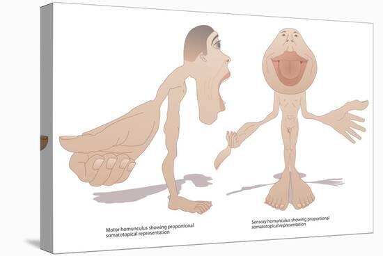 Motor And Sensory Homunculi-Peter Gardiner-Stretched Canvas