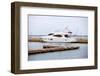 Motor Boat-anpet2000-Framed Photographic Print