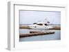 Motor Boat-anpet2000-Framed Photographic Print