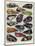 Motor Cycle Tanks-null-Mounted Photographic Print