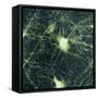 Motor Neurons, Light Micrograph-Steve Gschmeissner-Framed Stretched Canvas