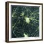 Motor Neurons, Light Micrograph-Steve Gschmeissner-Framed Premium Photographic Print