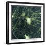 Motor Neurons, Light Micrograph-Steve Gschmeissner-Framed Premium Photographic Print