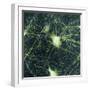 Motor Neurons, Light Micrograph-Steve Gschmeissner-Framed Premium Photographic Print