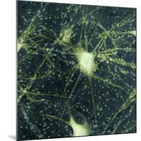 Motor Neurons, Light Micrograph-Steve Gschmeissner-Mounted Photographic Print