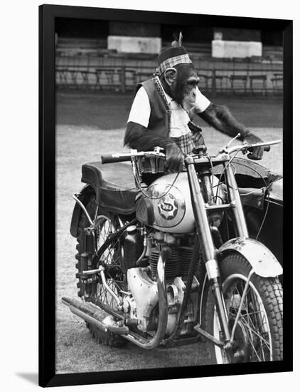 Motorcycle Chimp-null-Framed Photographic Print