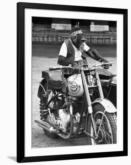 Motorcycle Chimp-null-Framed Photographic Print