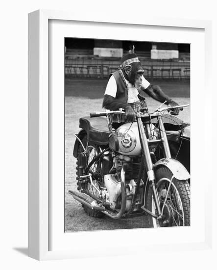 Motorcycle Chimp-null-Framed Photographic Print