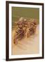 Motorcycle Racing-null-Framed Art Print