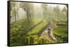 Motorcyclist, Tea Estate & morning mist, Hapatule, Southern Highlands, Sri Lanka-Peter Adams-Framed Stretched Canvas